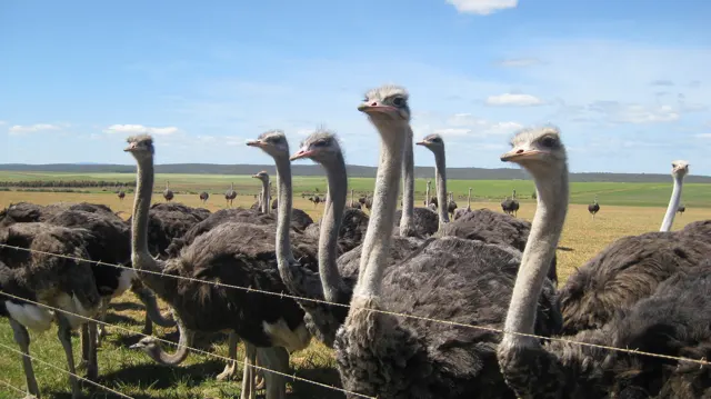 A row of ostriches lifts long necks above a wire fence.