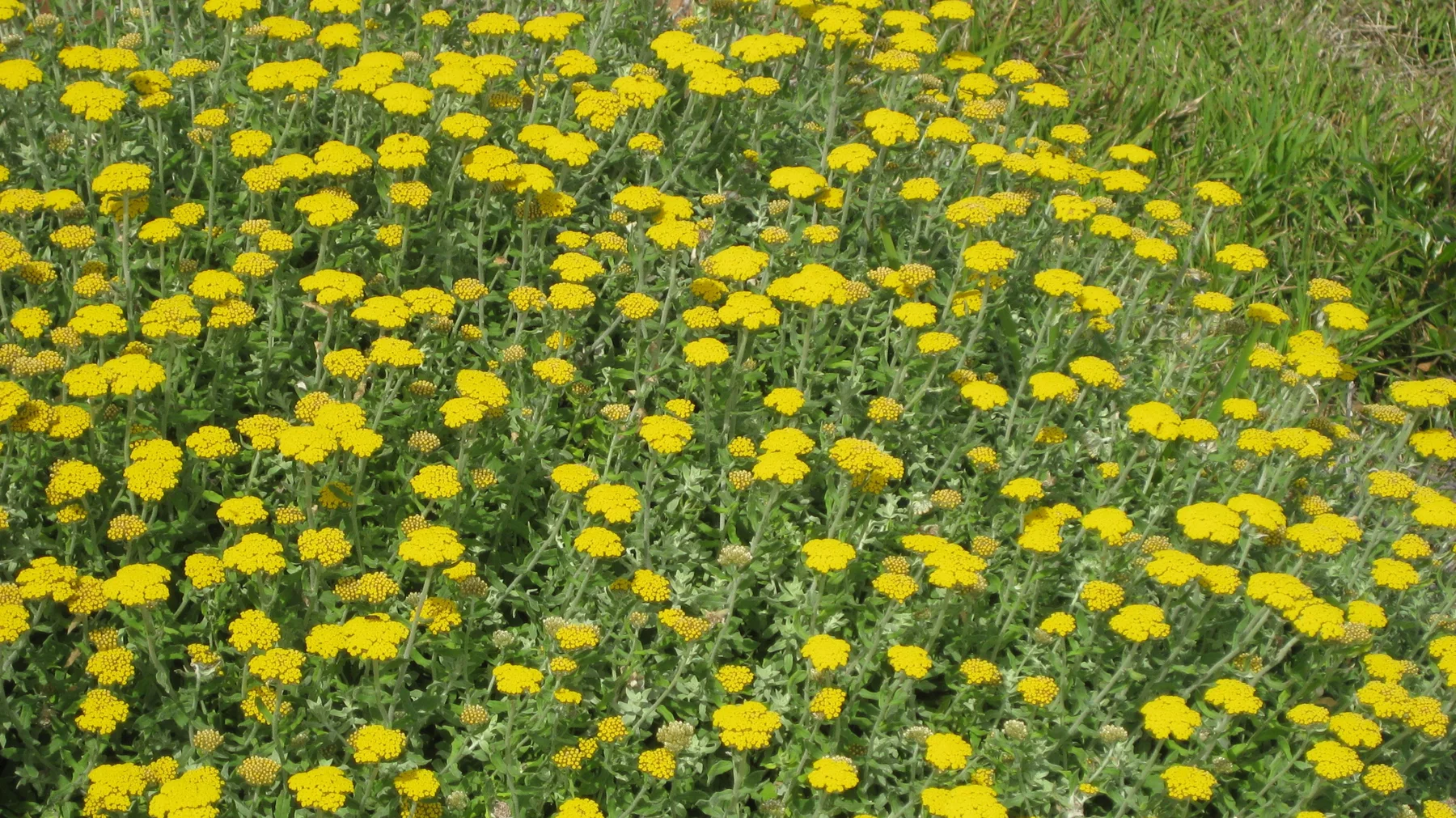 Yellow flowers densely cover a low green patch.