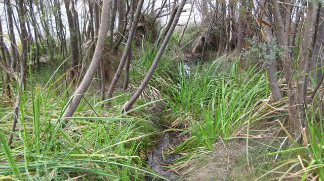 A small dark stream runs between grass clumps and slender tree roots.