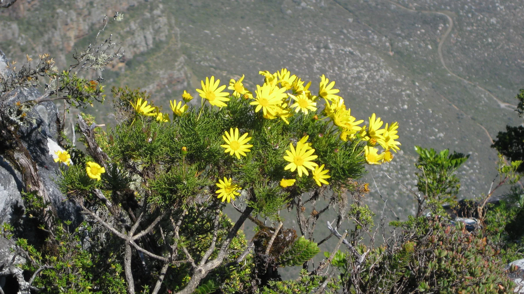 Yellow flowers grow beside dark rocks above a steep slope.