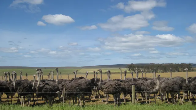 Many ostriches gather behind a fence across a dry field.