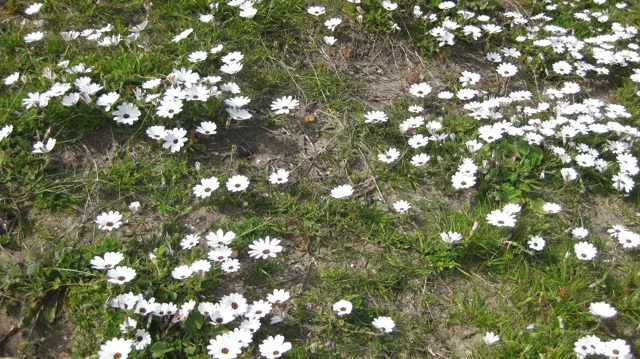 White flowers with dark centers scatter across grass and bare soil.