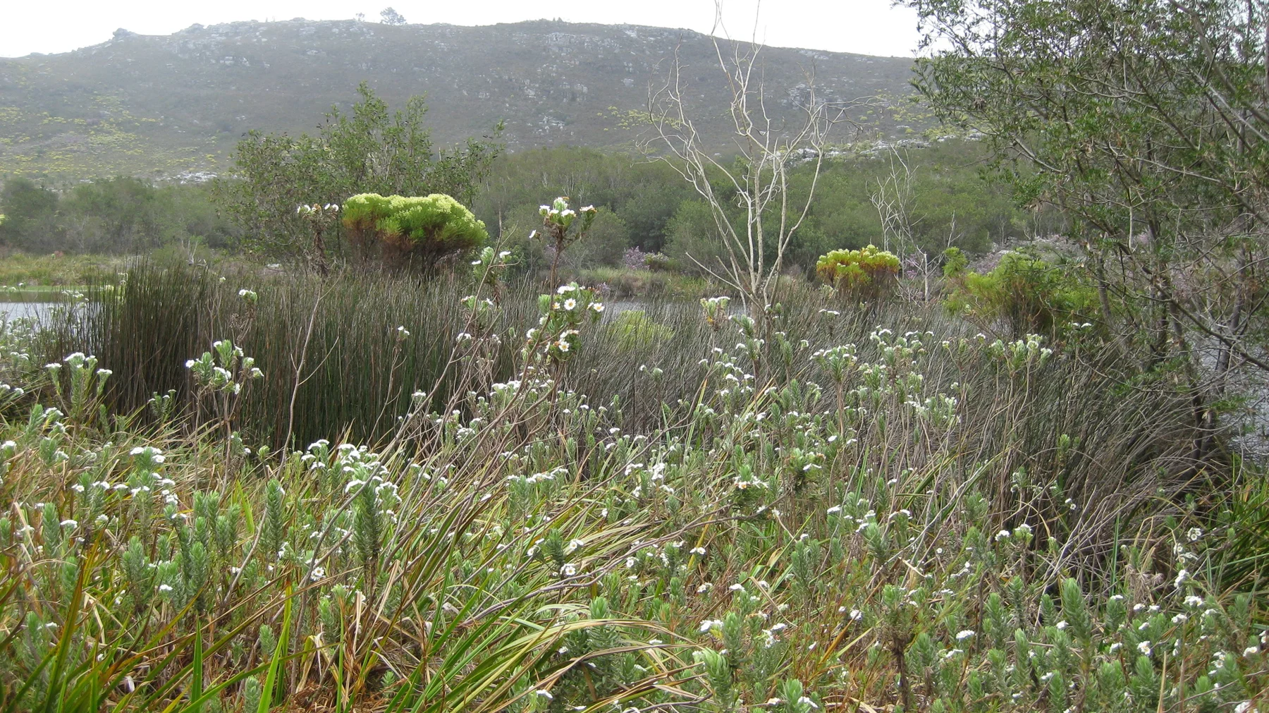 Tall pale flower stems rise before low hills and dense shrubs.