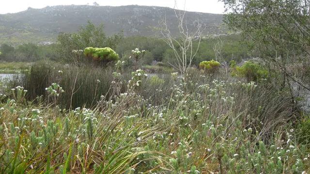 Tall pale flower stems rise before low hills and dense shrubs.