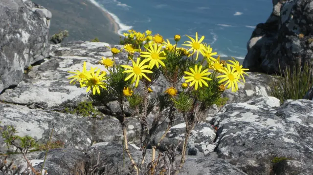 Bright yellow flowers grow between pale summit rocks above blue water.