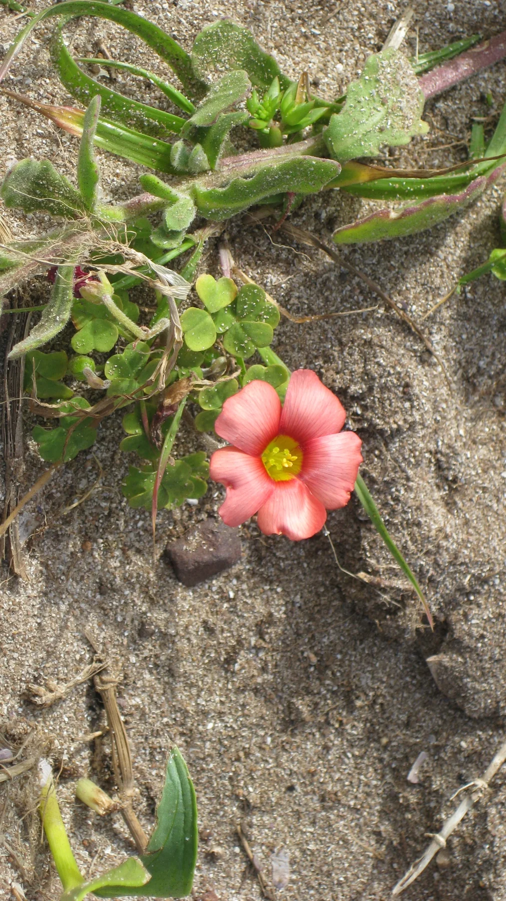 A coral-colored flower opens close to sandy ground and green leaves.