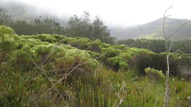 Rounded pale-green shrubs fill the foreground beneath low mist.