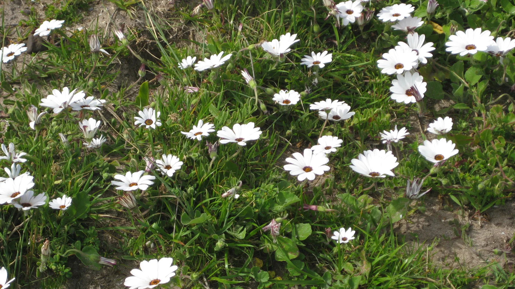 White flowers rise above tangled grass and green leaves.