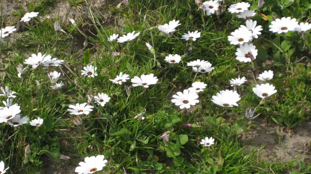White flowers rise above tangled grass and green leaves.