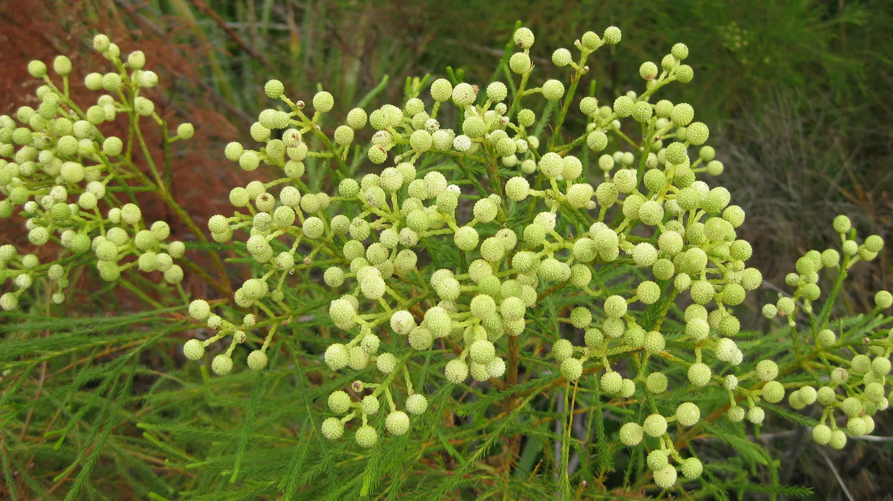 Dense clusters of small pale-green buds top fine leafy stems.