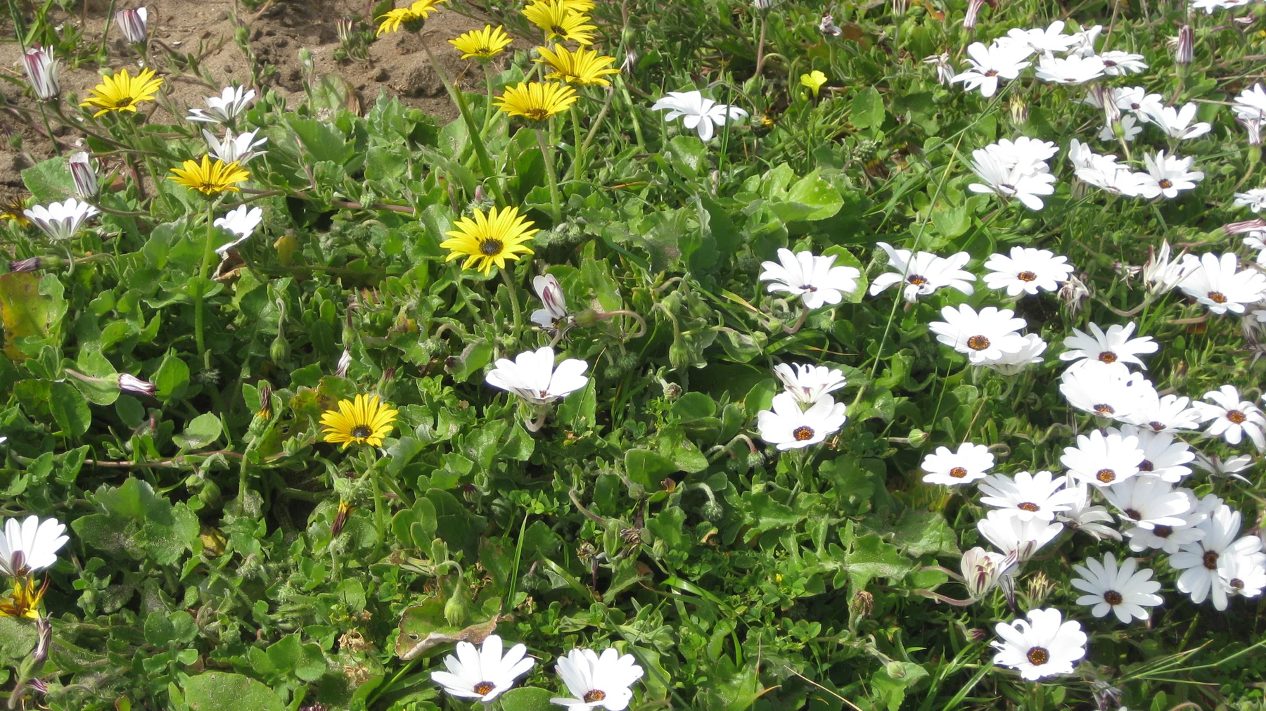White and yellow flowers intermingle among green foliage.
