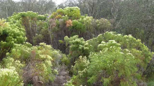 Rounded pale-green shrubs fill a densely vegetated hillside.