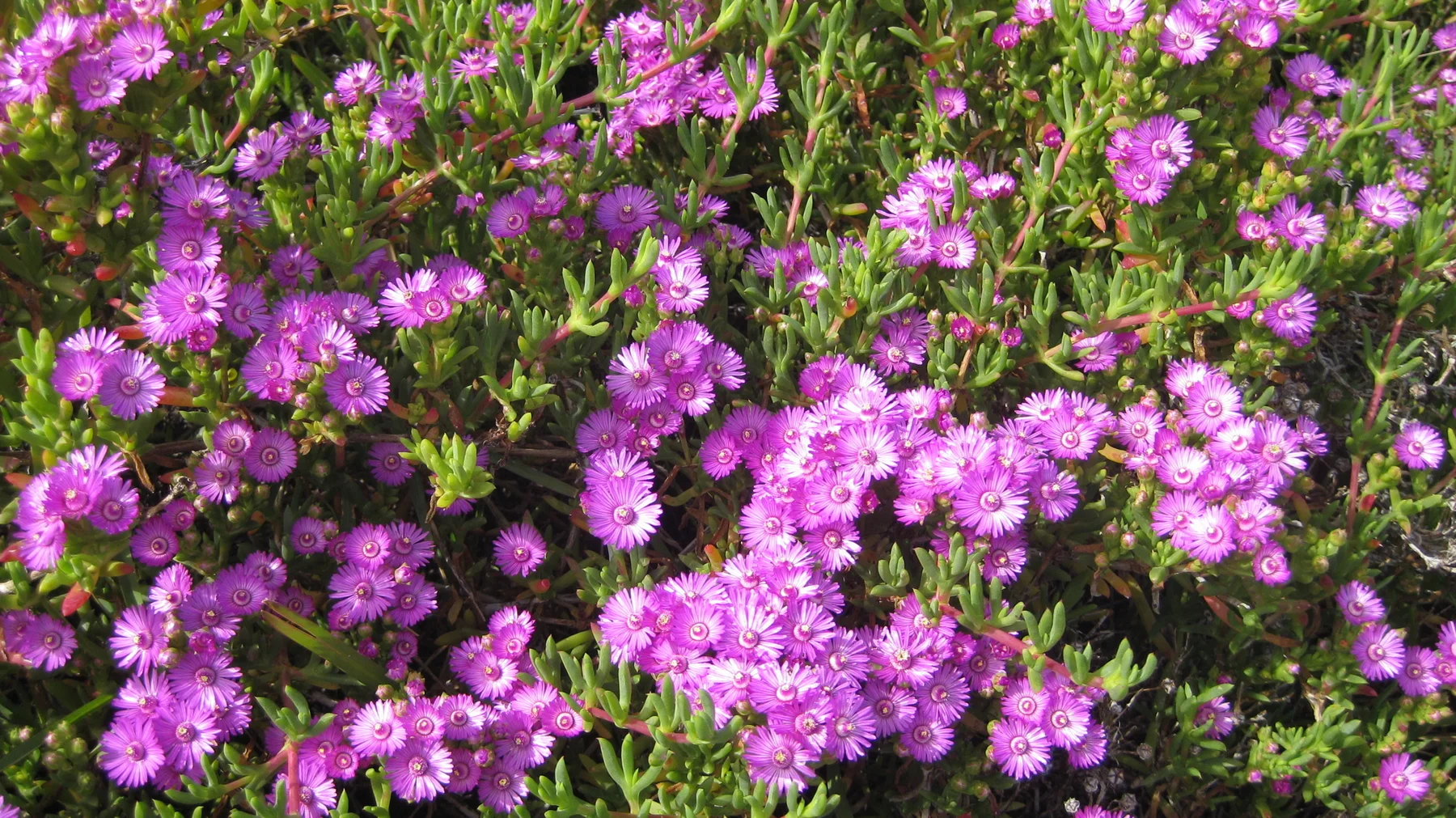 Bright purple blossoms cluster densely among narrow green leaves.
