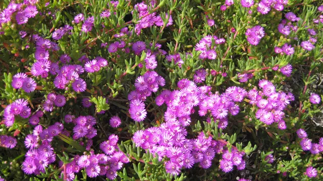 Bright purple blossoms cluster densely among narrow green leaves.
