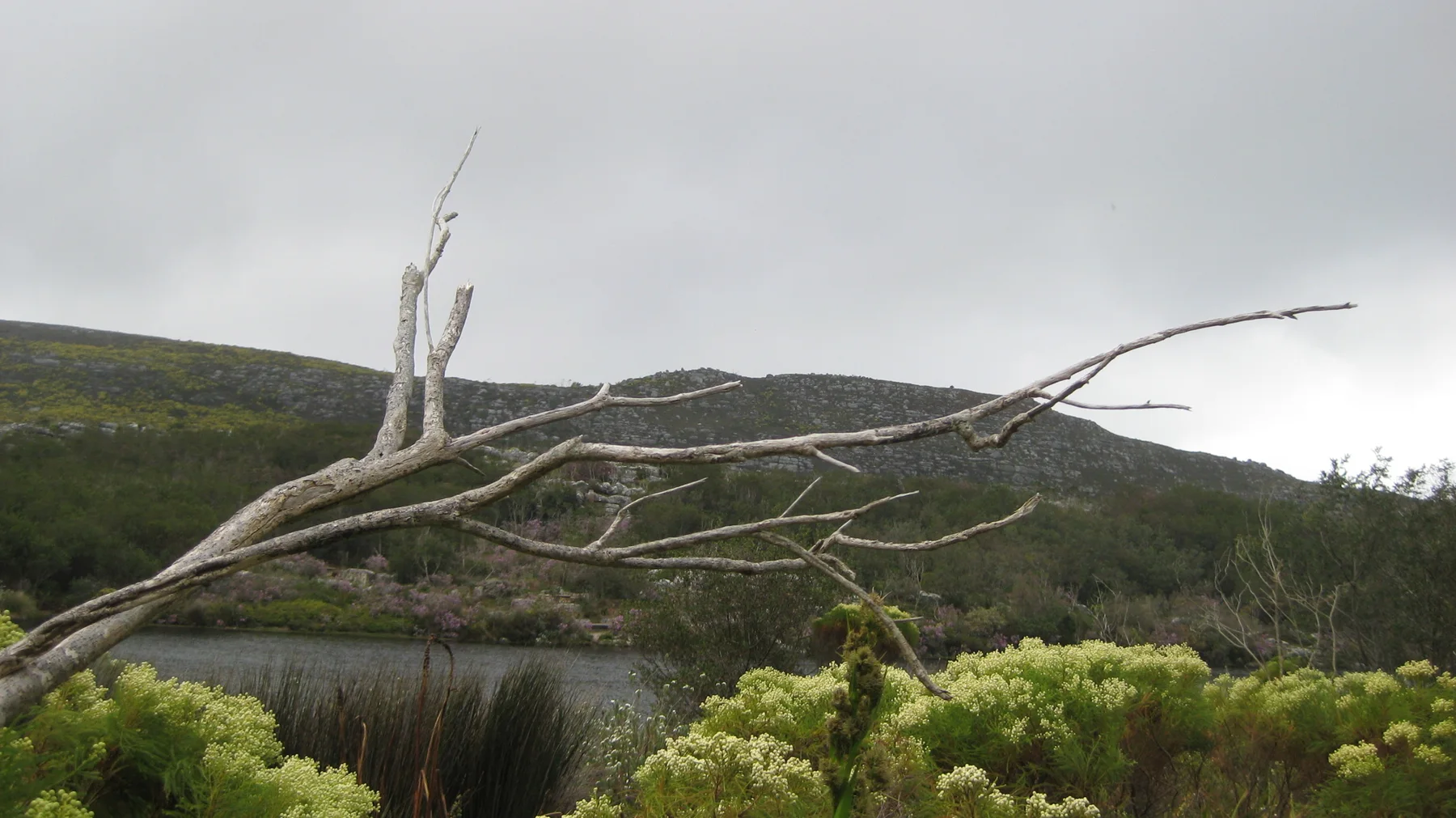 Bare branches stretch over shrubs beside water and low hills.