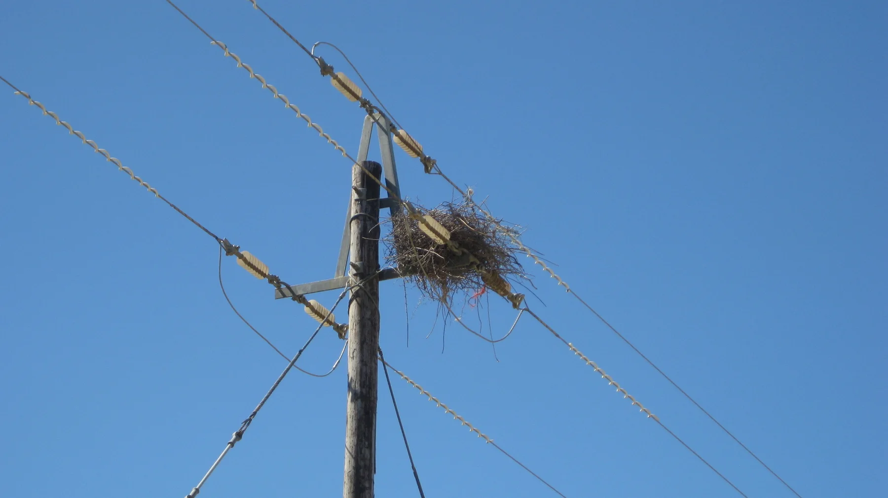 A large twig nest rests beside wires high on a wooden utility pole.