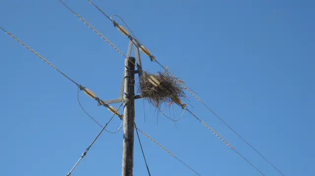 A large twig nest rests beside wires high on a wooden utility pole.