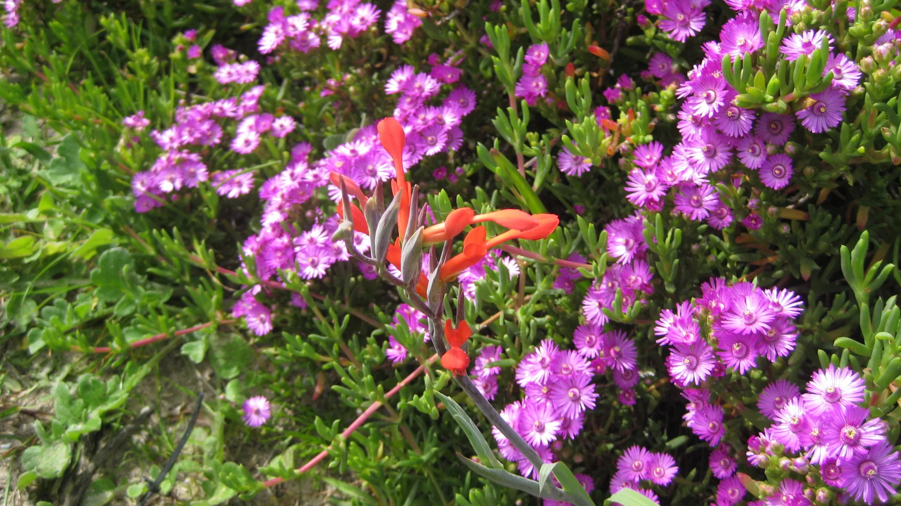 A red flower spike rises among dense purple blossoms.