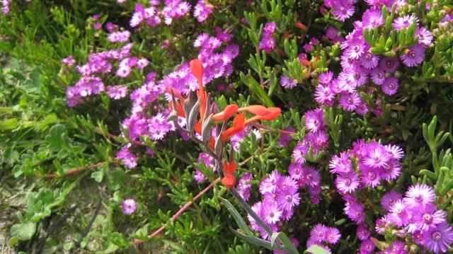 A red flower spike rises among dense purple blossoms.