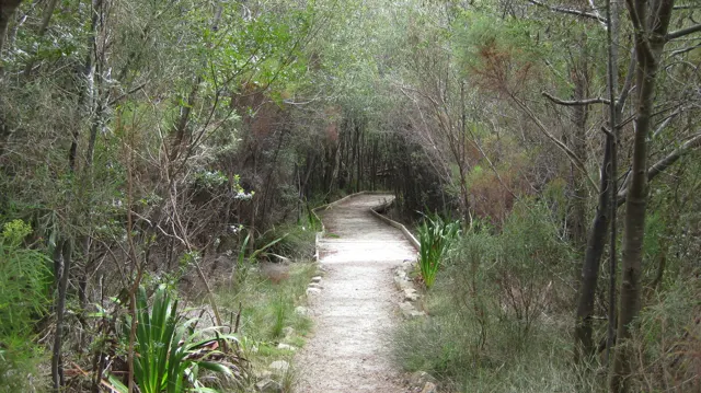 A narrow wooden walkway passes beneath closely spaced trees.