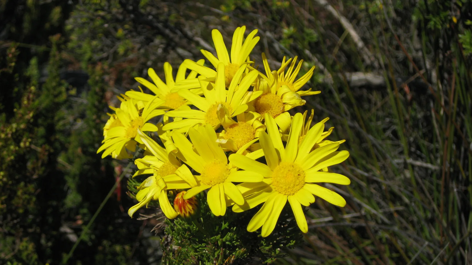 Bright yellow flowers open together against dark green foliage.
