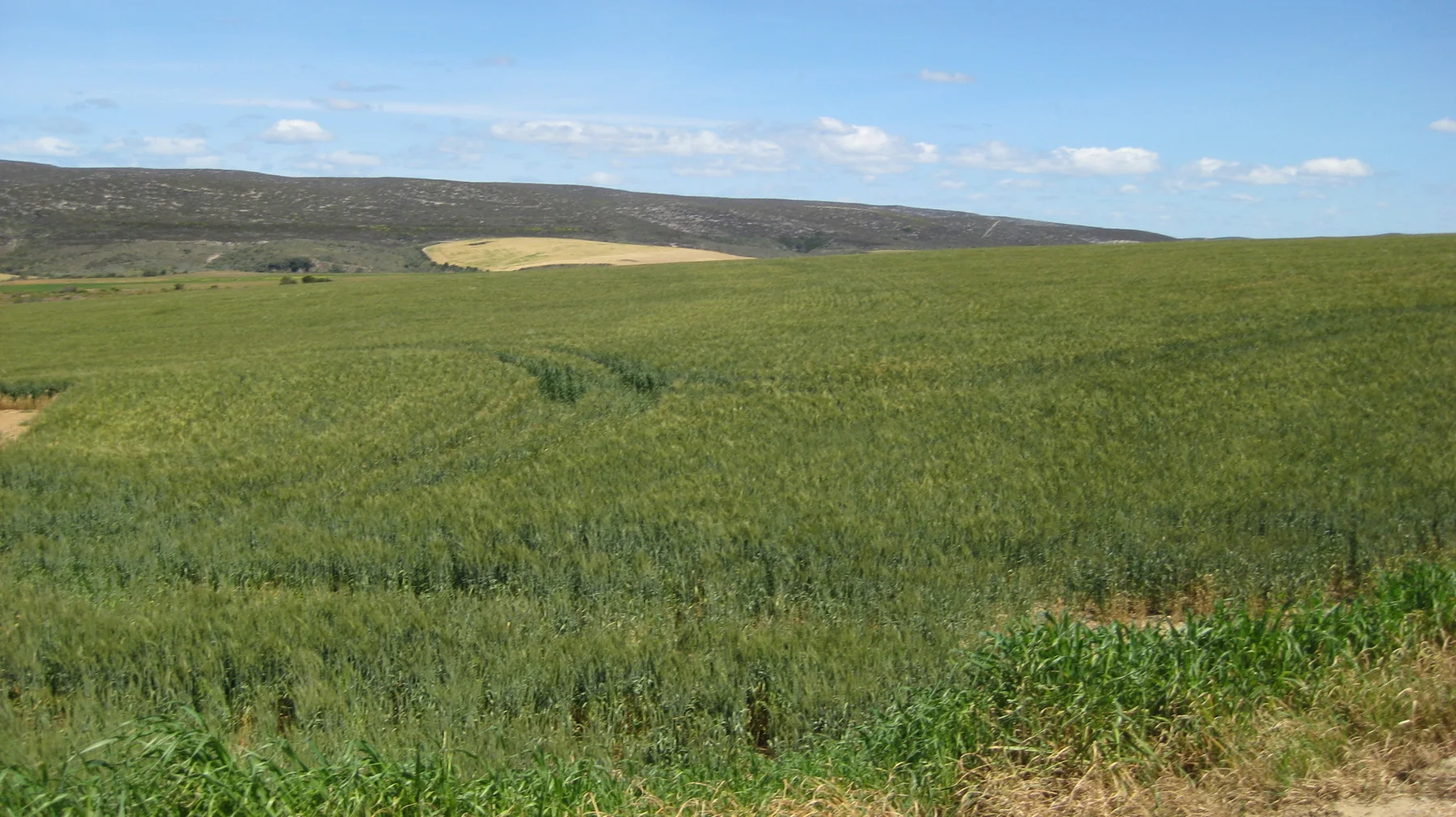 A broad green crop field extends toward a pale golden patch and low ridge.
