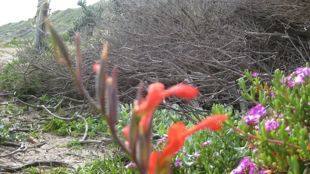Red tubular flowers stand among purple blossoms and dry branching stems.