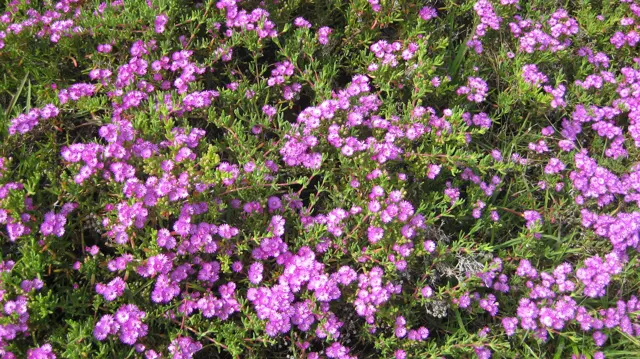 Purple flowers spread densely among low green leaves.