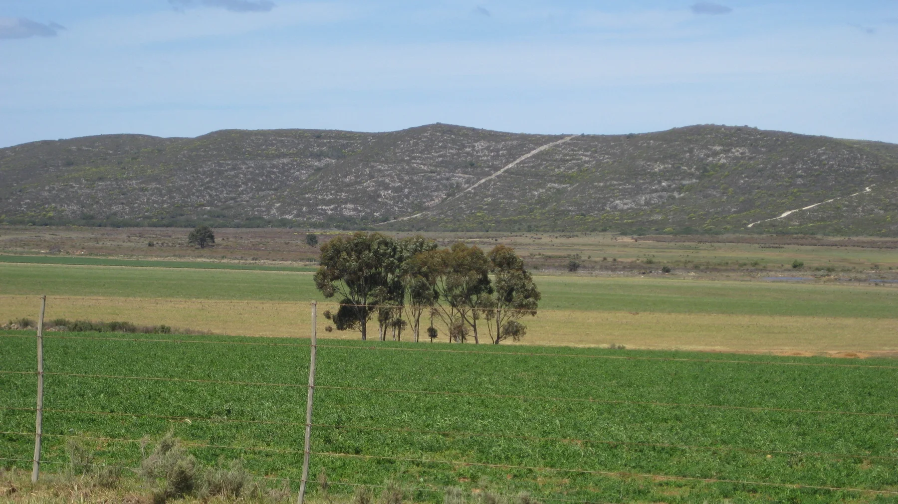 A small group of trees stands between green and golden fields.