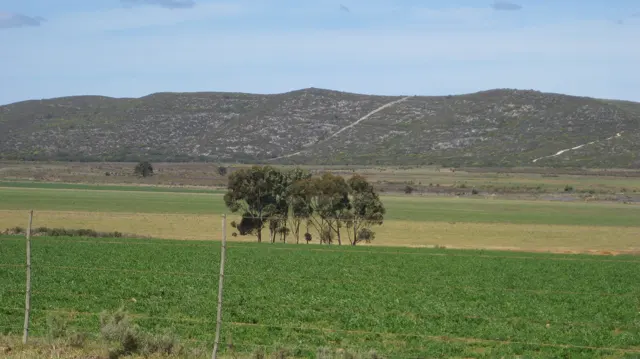 A small group of trees stands between green and golden fields.