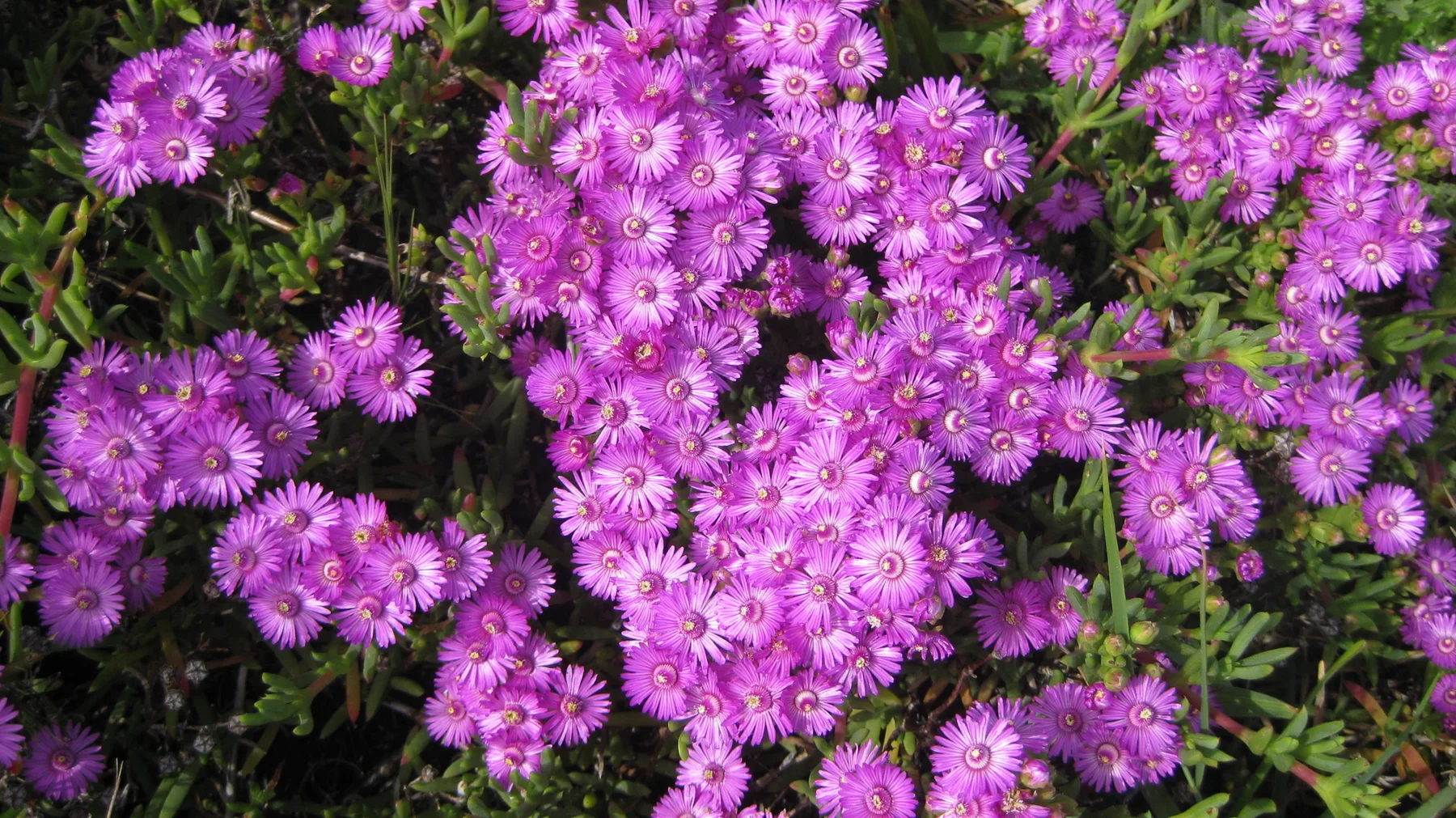 Purple flowers with fine radiating petals fill the frame.