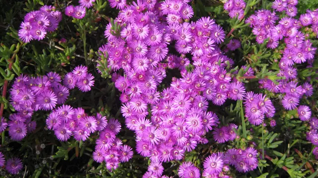 Purple flowers with fine radiating petals fill the frame.