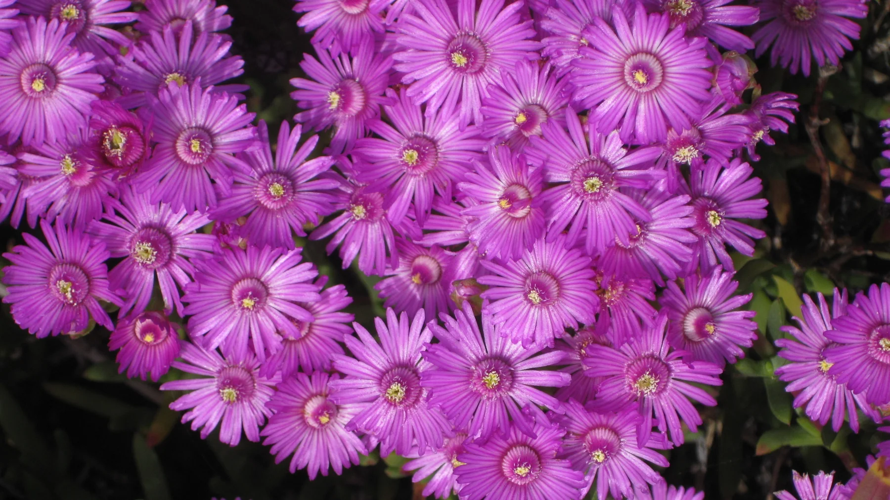 Overlapping purple flower heads reveal small pale centers.