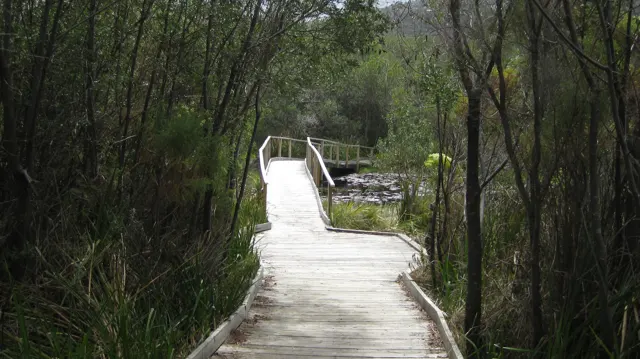 A wooden boardwalk leads through slender trees toward a small bridge.