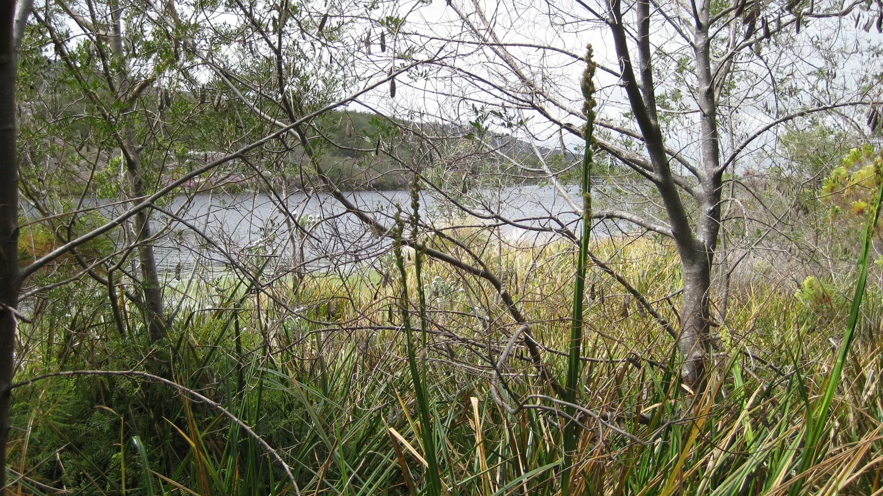 Thin branches and reeds partly hide still water.