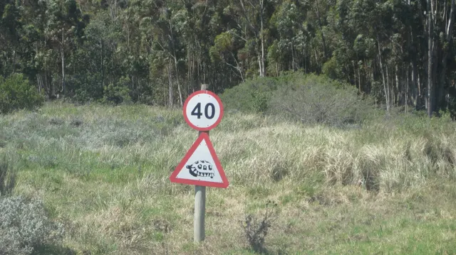 A forty-speed sign stands above a wildlife warning in long grass.