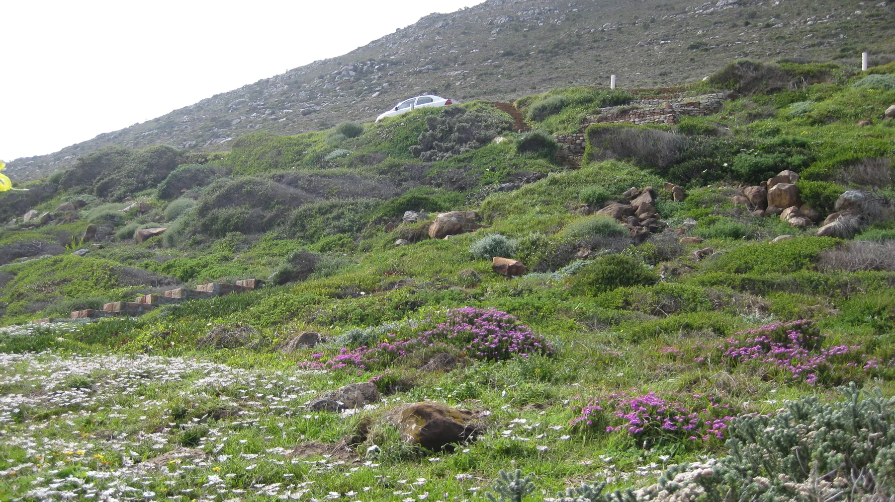 Green and purple ground cover spreads between hillside rocks.
