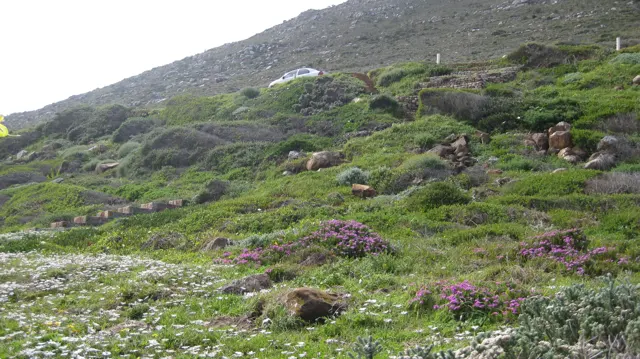 Green and purple ground cover spreads between hillside rocks.