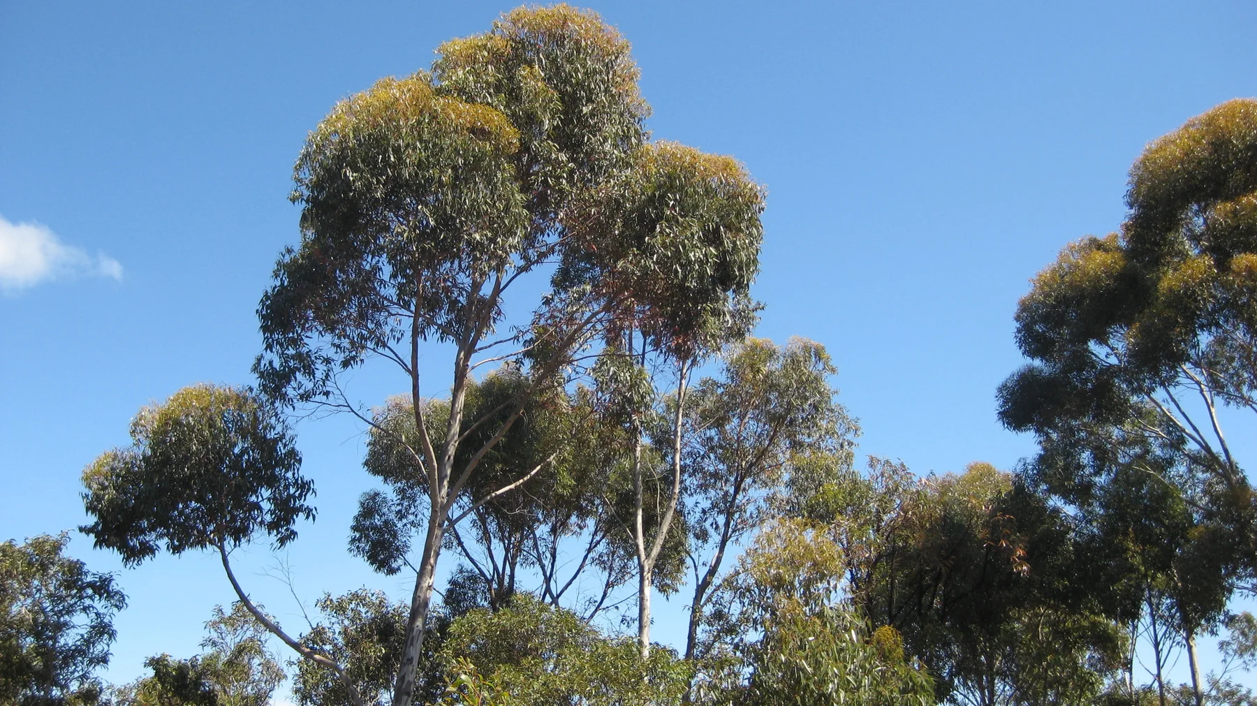 Tall trees carry rounded leafy crowns against clear sky.