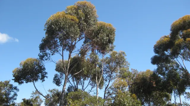Tall trees carry rounded leafy crowns against clear sky.