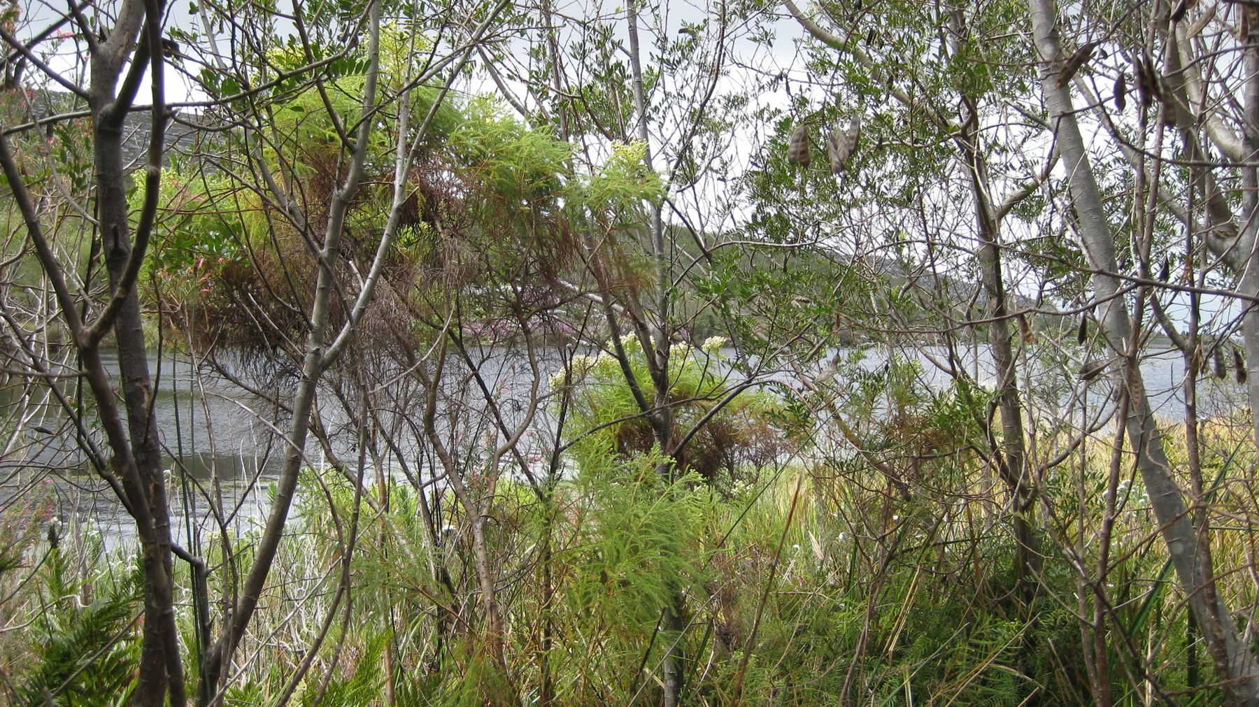 Thin branches and tall grasses frame pale reservoir water.