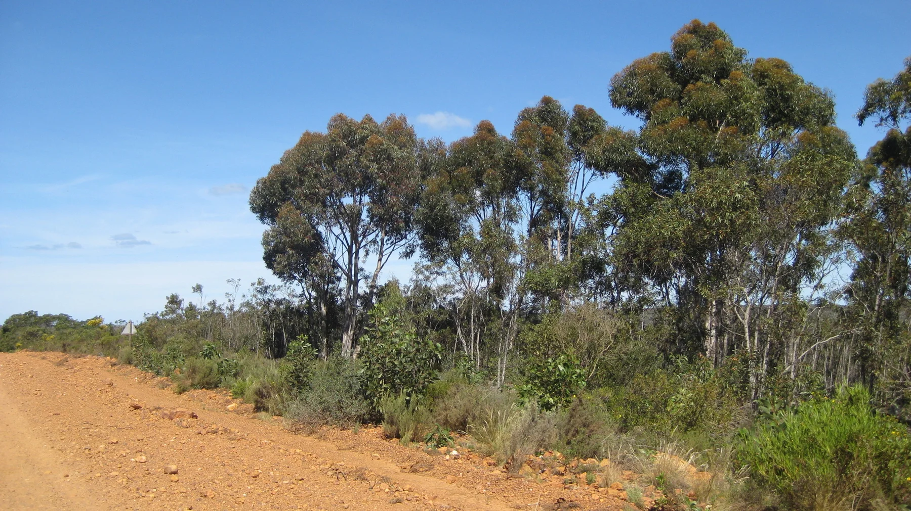 Tall trees border a red dirt road under clear sky.