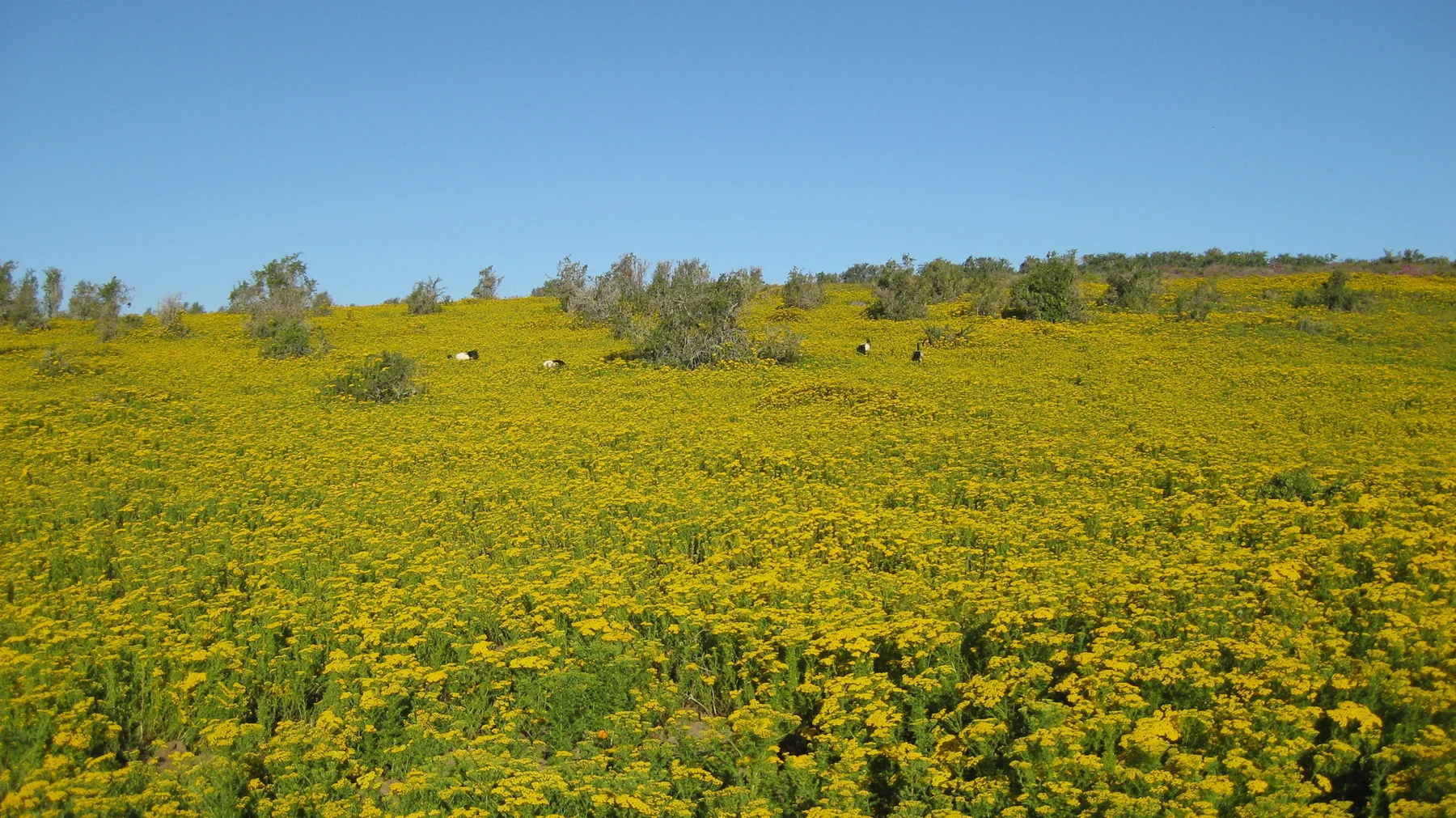 Yellow flowers cover a broad field dotted with shrubs.
