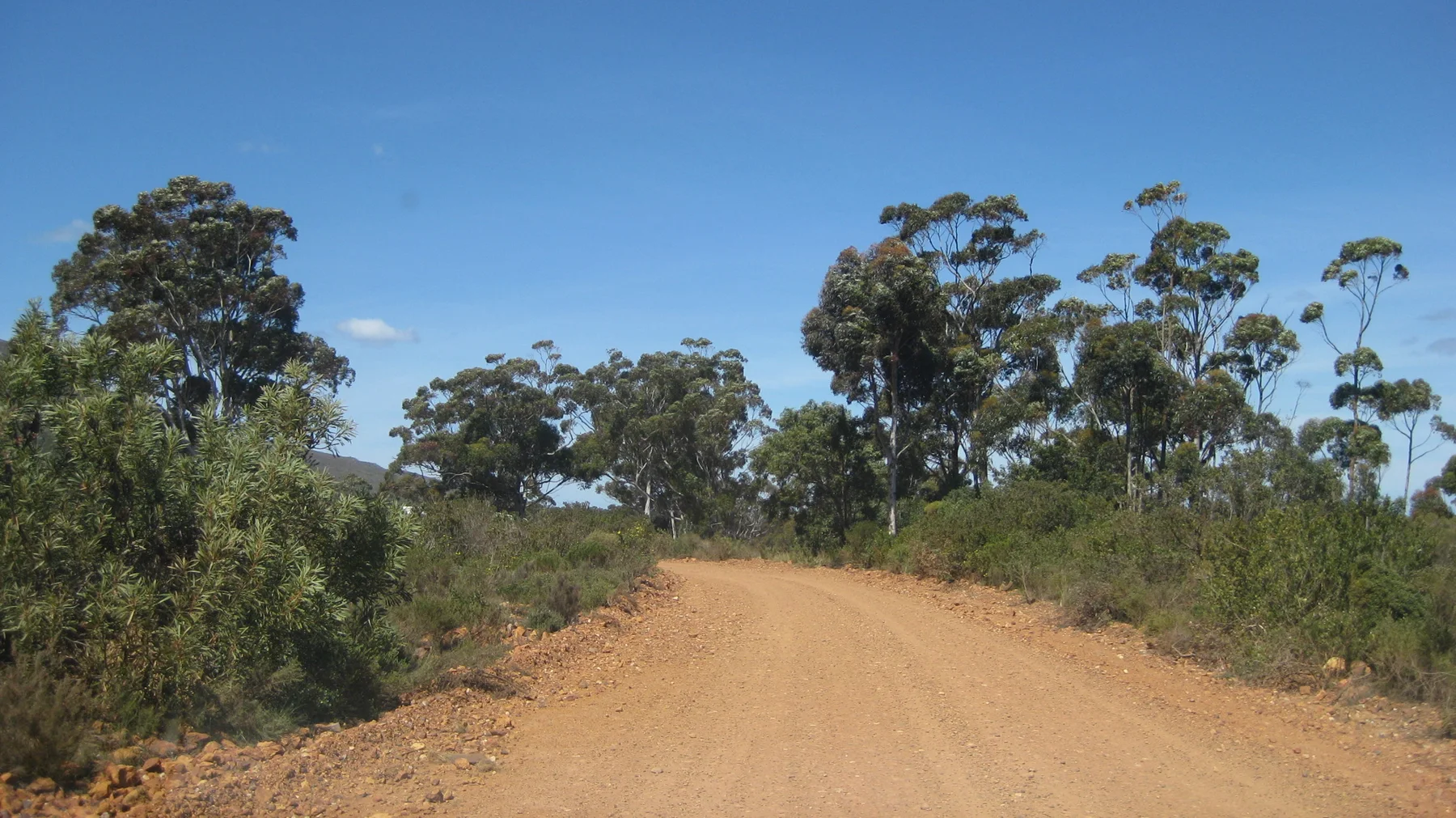 A dirt road curves past shrubs and tall irregular trees.