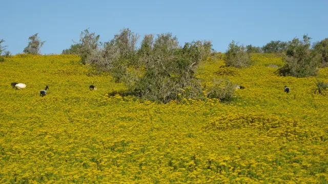 Yellow flowers carpet open ground around scattered bushes.