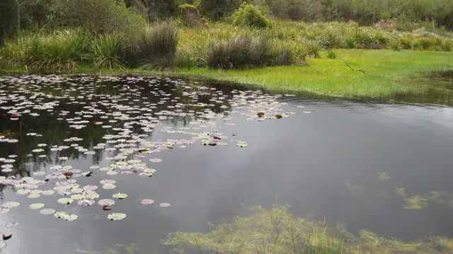 Round floating leaves gather beside a bright green pond bank.