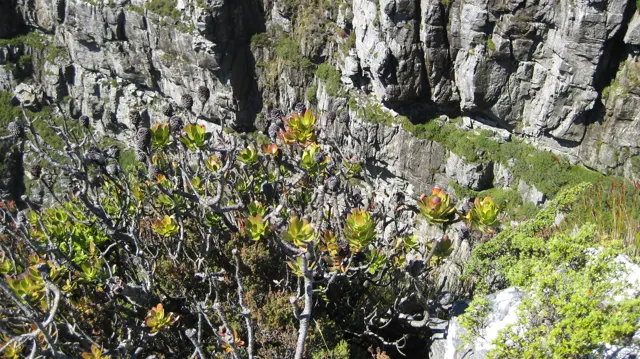Small green plants grow beside a steep fissured rock wall.