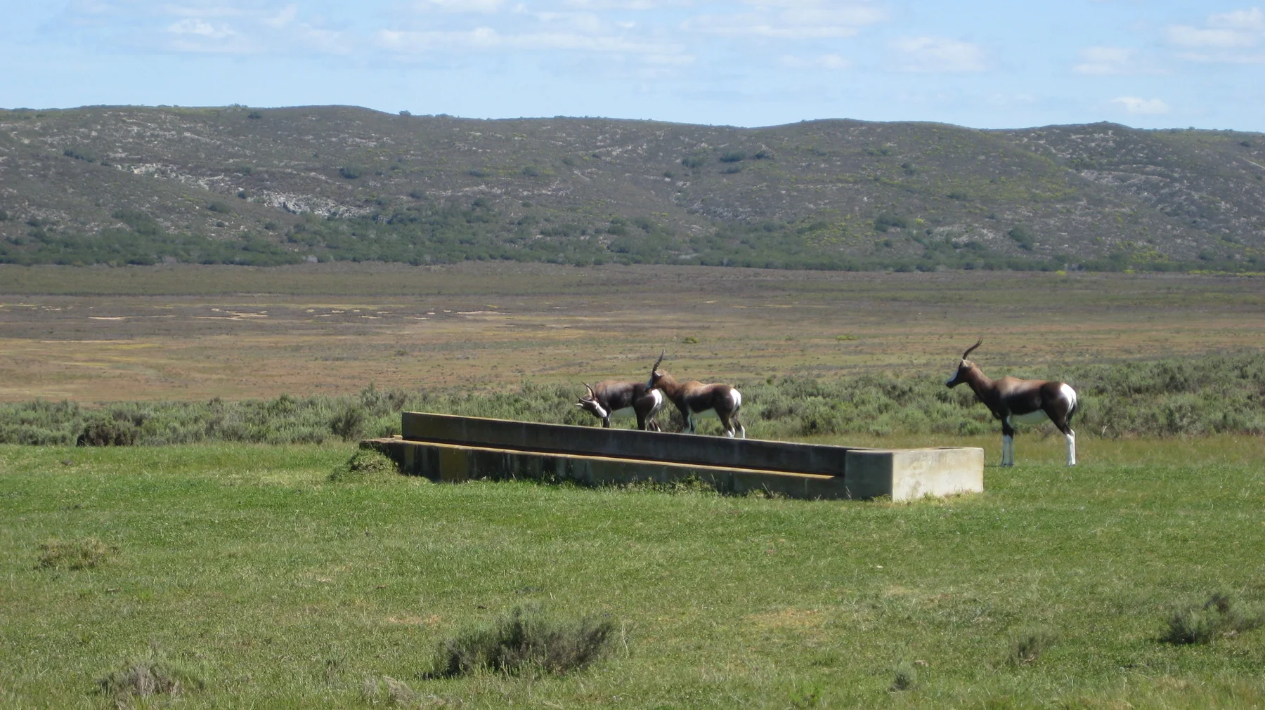 Several antelope stand near a long rectangular water trough.