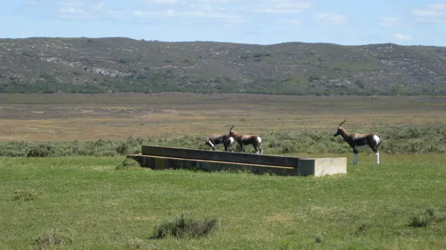 Several antelope stand near a long rectangular water trough.