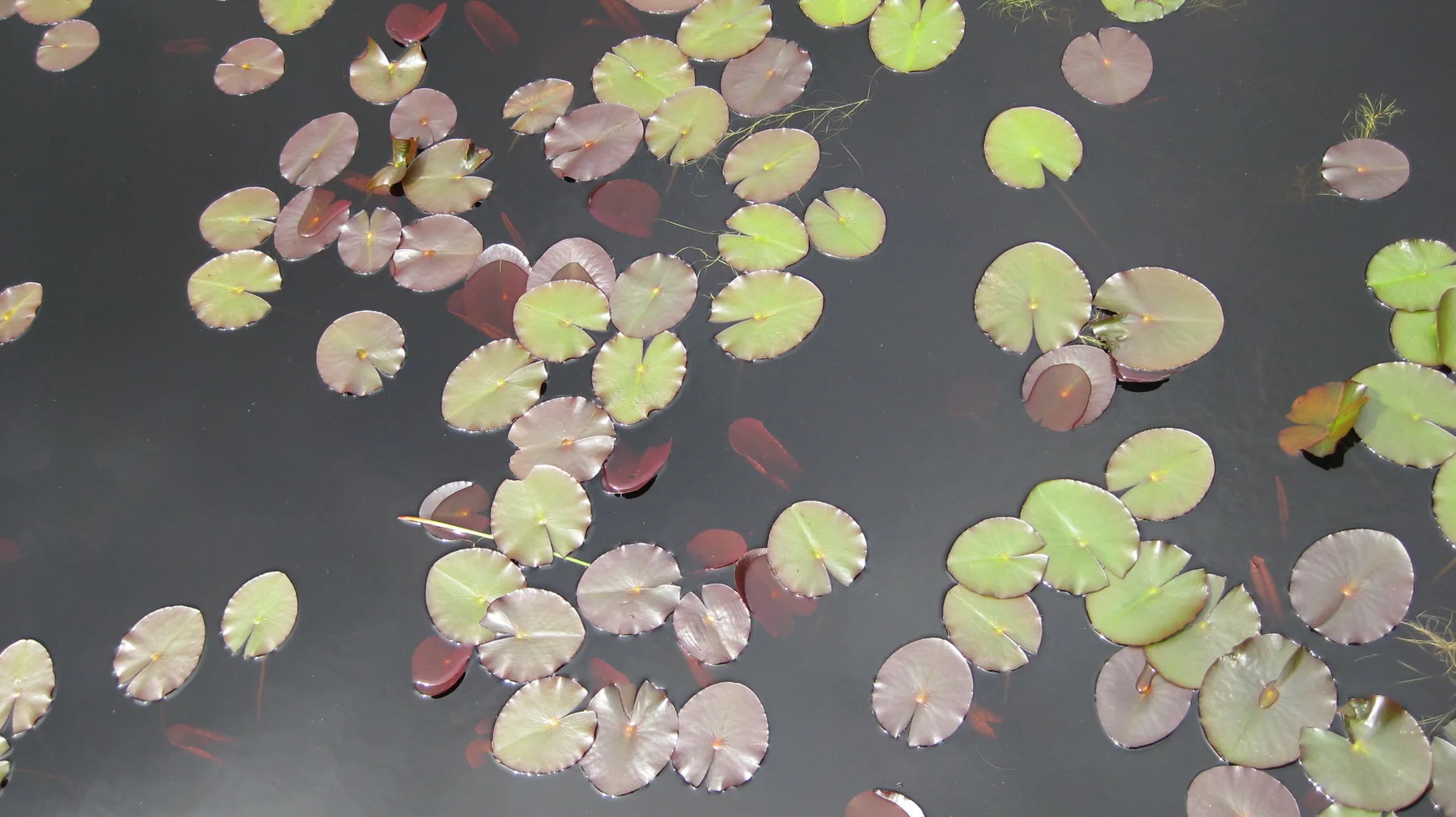 Round green and reddish leaves float on dark still water.